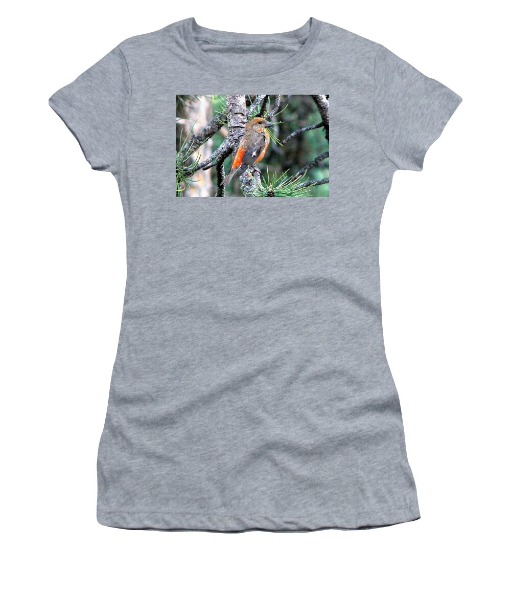 Colorado Women's T-Shirt featuring the photograph Red Crossbill on Pine Tree by Marilyn Burton
