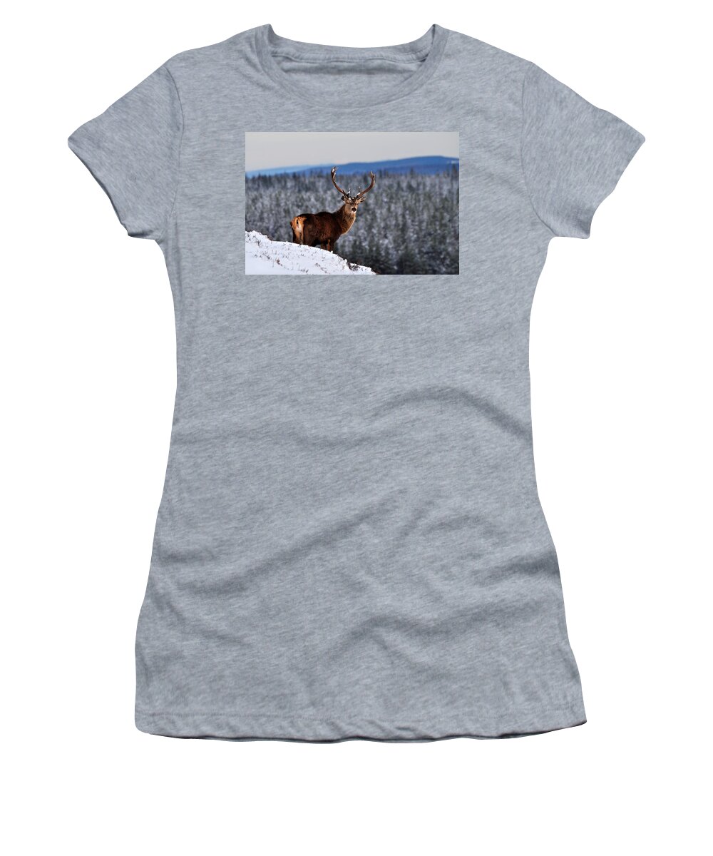 Stag In Snow Women's T-Shirt featuring the photograph Red Deer Stag by Gavin Macrae