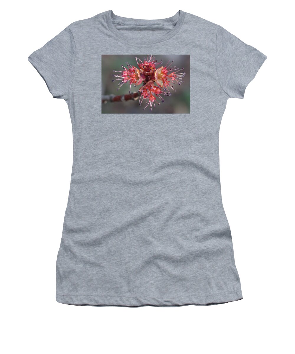 Red Maple Women's T-Shirt featuring the photograph Red Maple Male Flowers by Daniel Reed