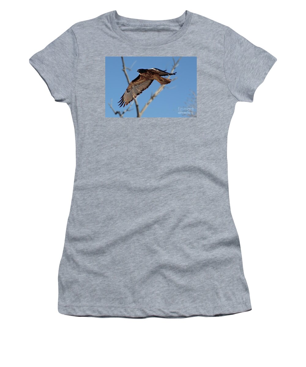 Colorado Women's T-Shirt featuring the photograph Red Tail Hawk II by Bob Hislop