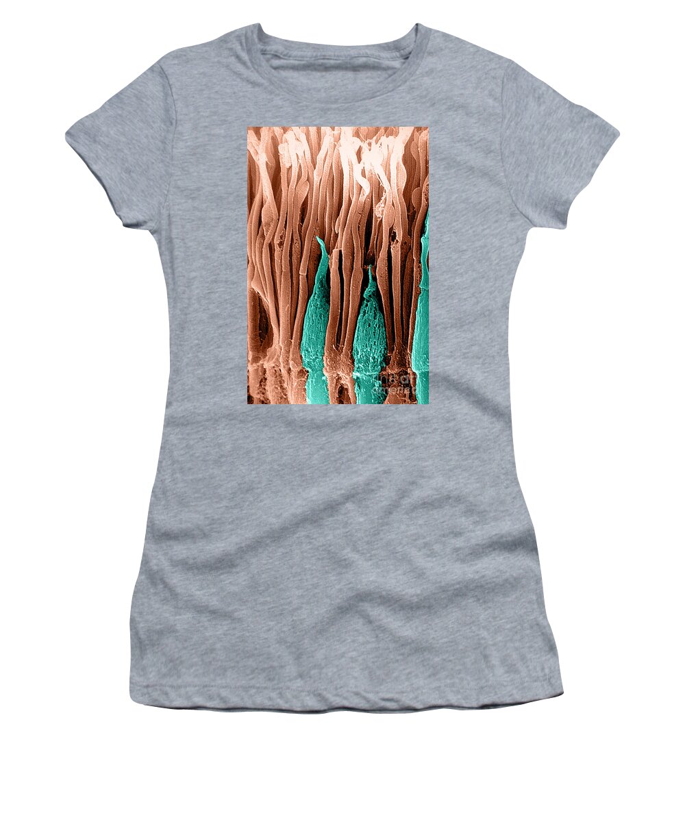 Photoreceptor Women's T-Shirt featuring the photograph Rods And Cones Sem by Ralph C. Eagle, Jr.
