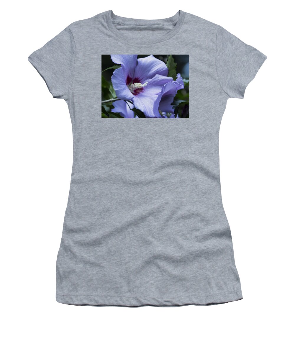 Rose Of Sharon Women's T-Shirt featuring the photograph Rose of Sharon by Rebecca Samler