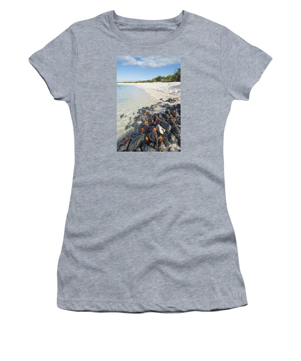 536822 Women's T-Shirt featuring the photograph Sally Lightfoot Crabs On Coastal Rocks by Tui De Roy
