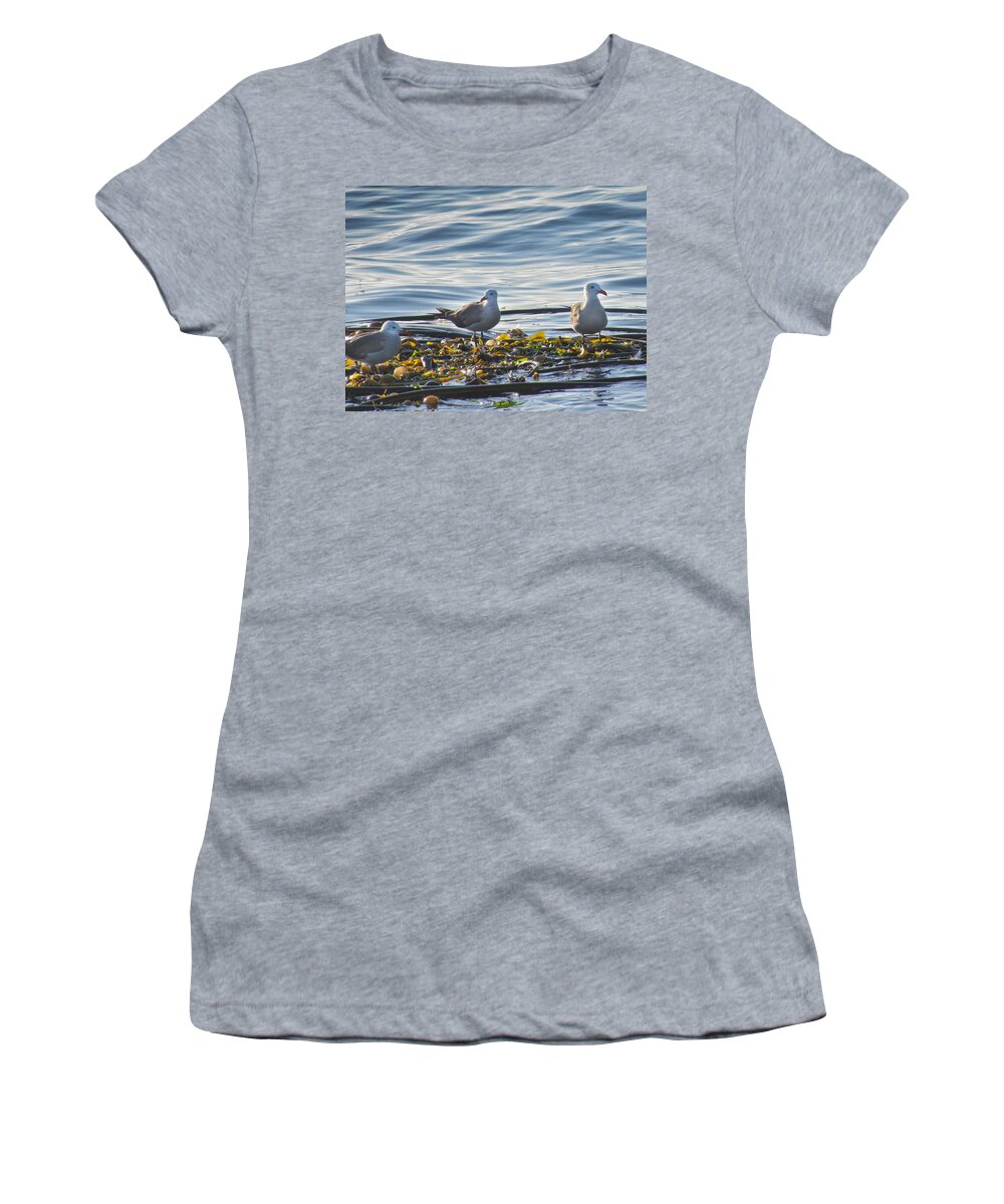 Seascape Women's T-Shirt featuring the photograph Seagulls in Victoria BC by Natalie Rotman Cote