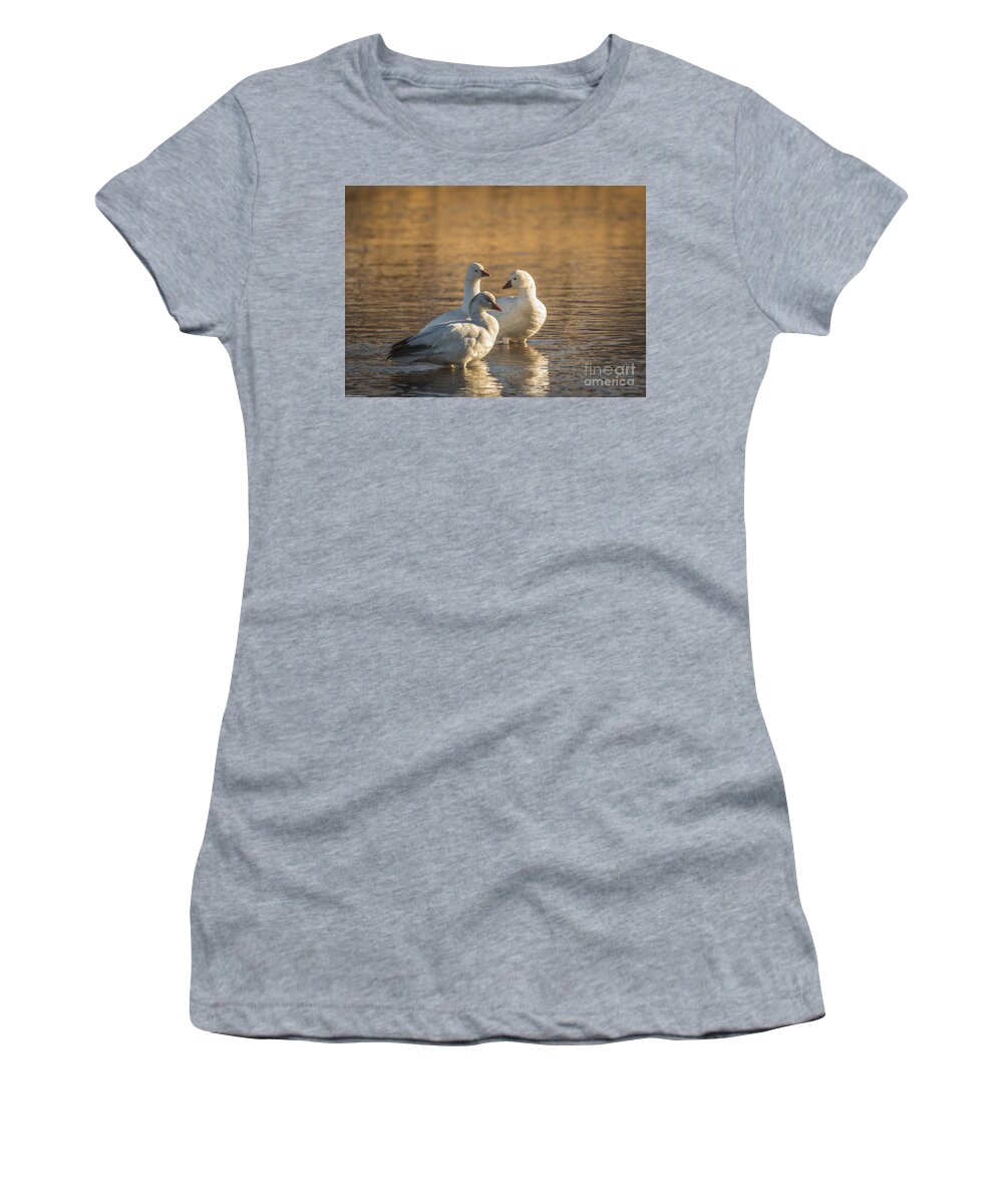 Snow Goose Women's T-Shirt featuring the photograph Snow Geese 3 by Mitch Shindelbower