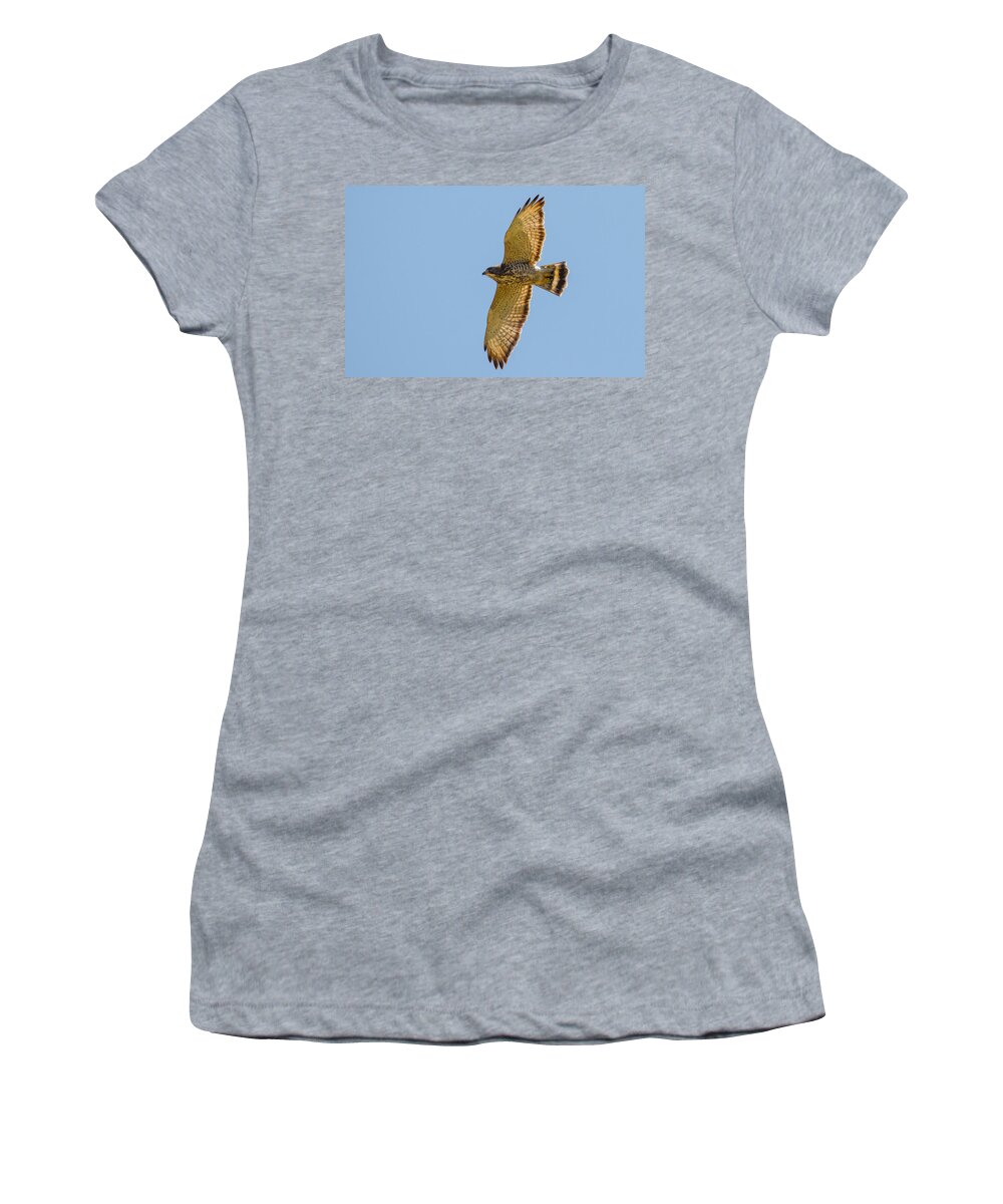 Hawk Women's T-Shirt featuring the photograph Soaring by Parker Cunningham