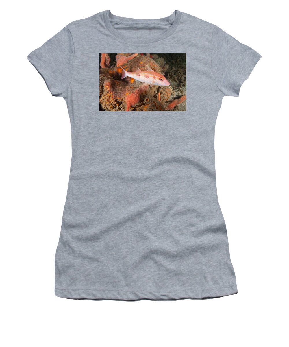 Spotted Goatfish Women's T-Shirt featuring the photograph Spotted Goatfish by Andrew J. Martinez