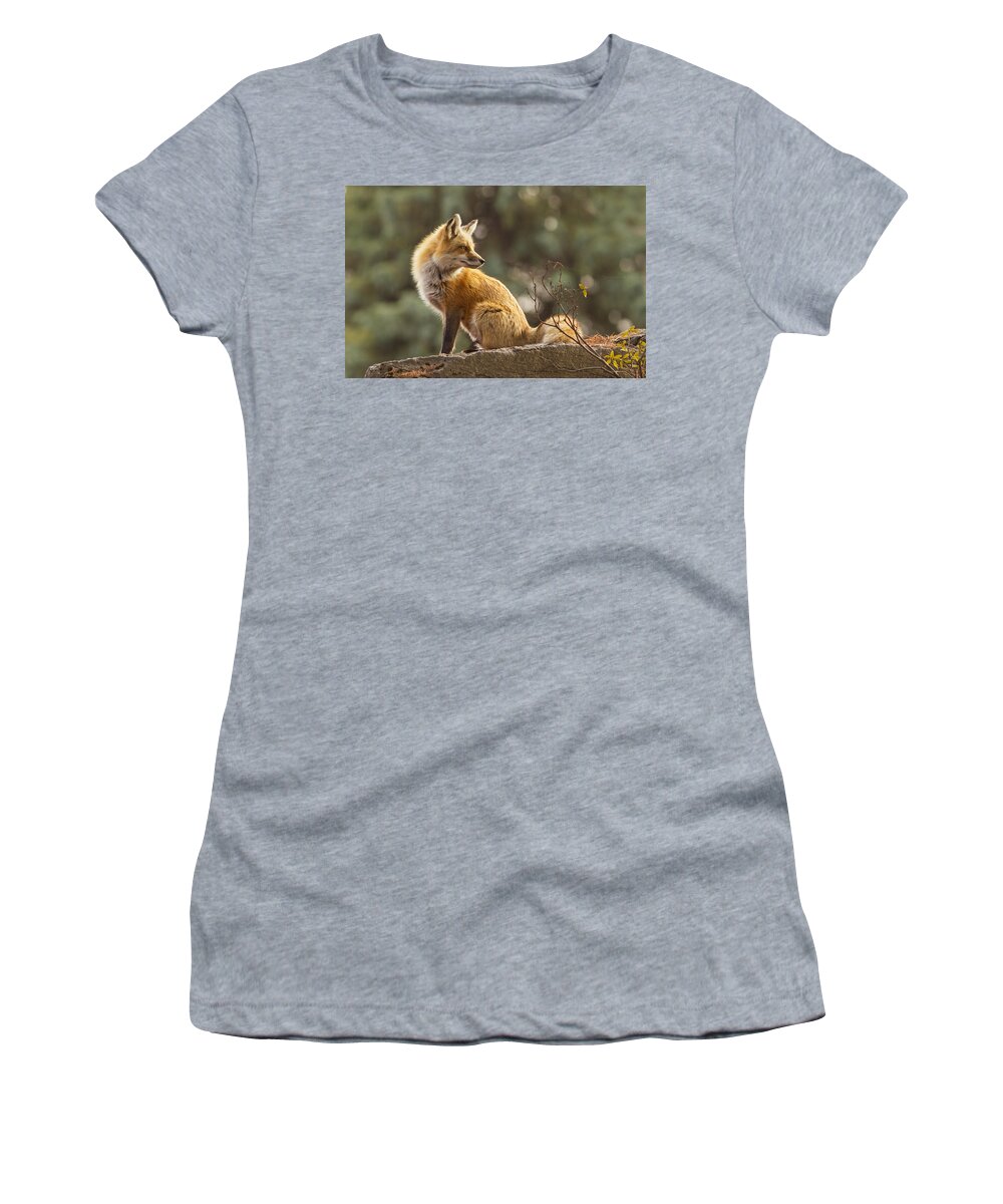 Big Women's T-Shirt featuring the photograph Spring Fox by Mircea Costina Photography