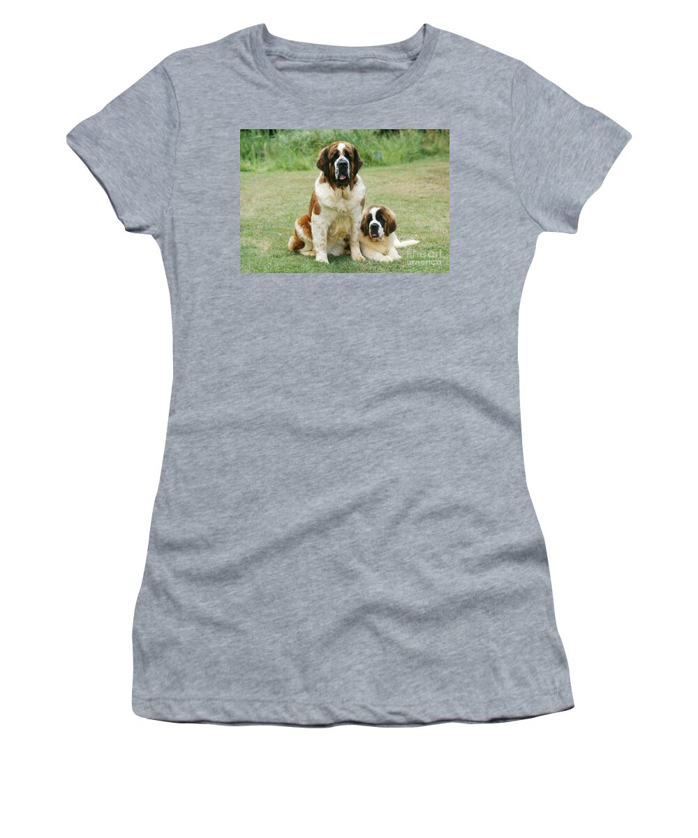 St Bernard Women's T-Shirt featuring the photograph St Bernard With Puppy by John Daniels