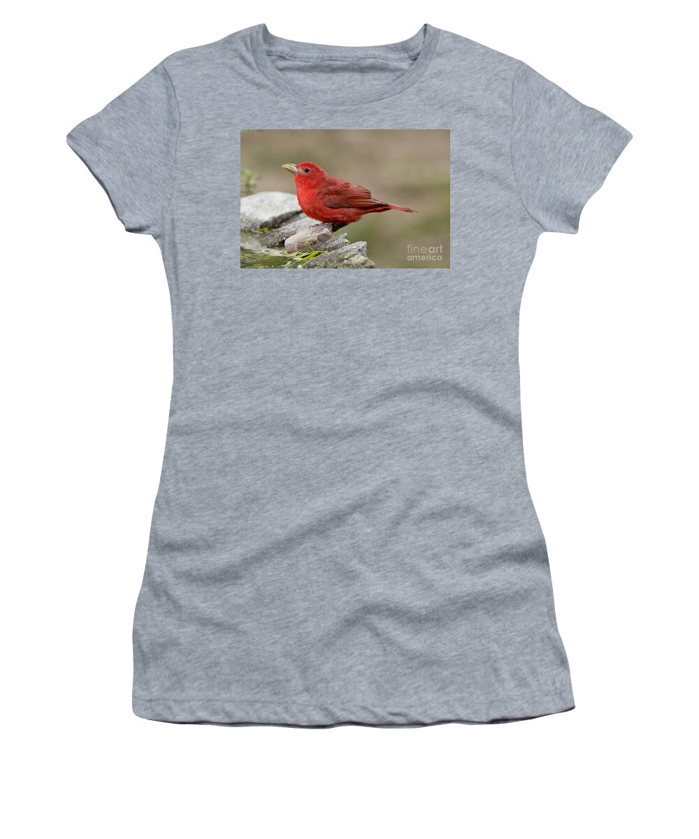 Summer Tanager Women's T-Shirt featuring the photograph Summer Tanager by Anthony Mercieca