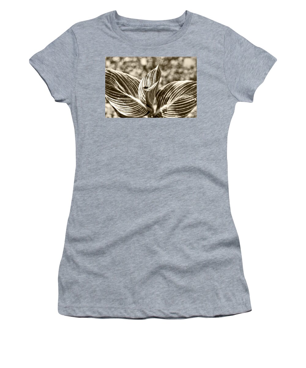 Botanical Women's T-Shirt featuring the photograph Swirls and Stripes by Melinda Ledsome