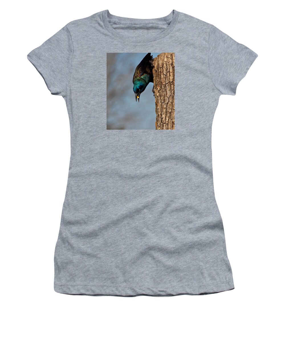 Grackle Women's T-Shirt featuring the photograph The Grackle by Mark Alder