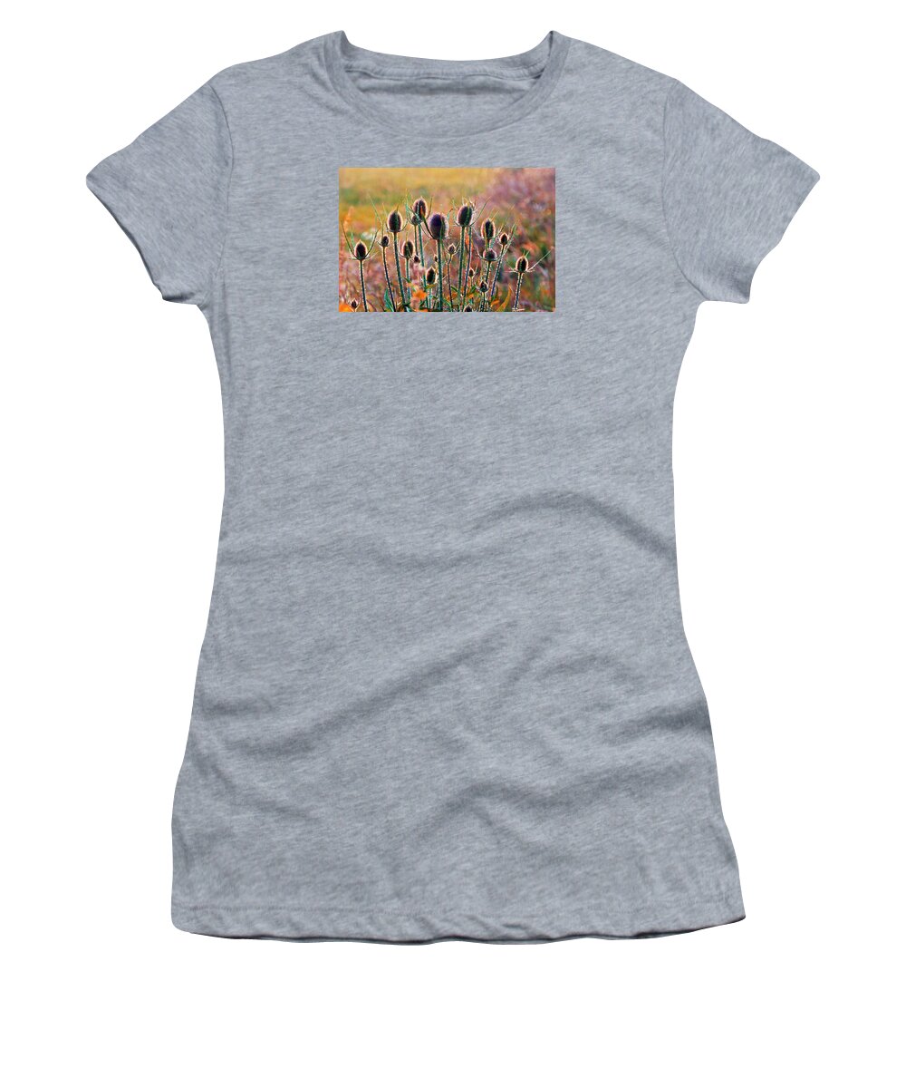 Thistles Women's T-Shirt featuring the photograph Thistles With Sunset Light by Mikel Martinez de Osaba