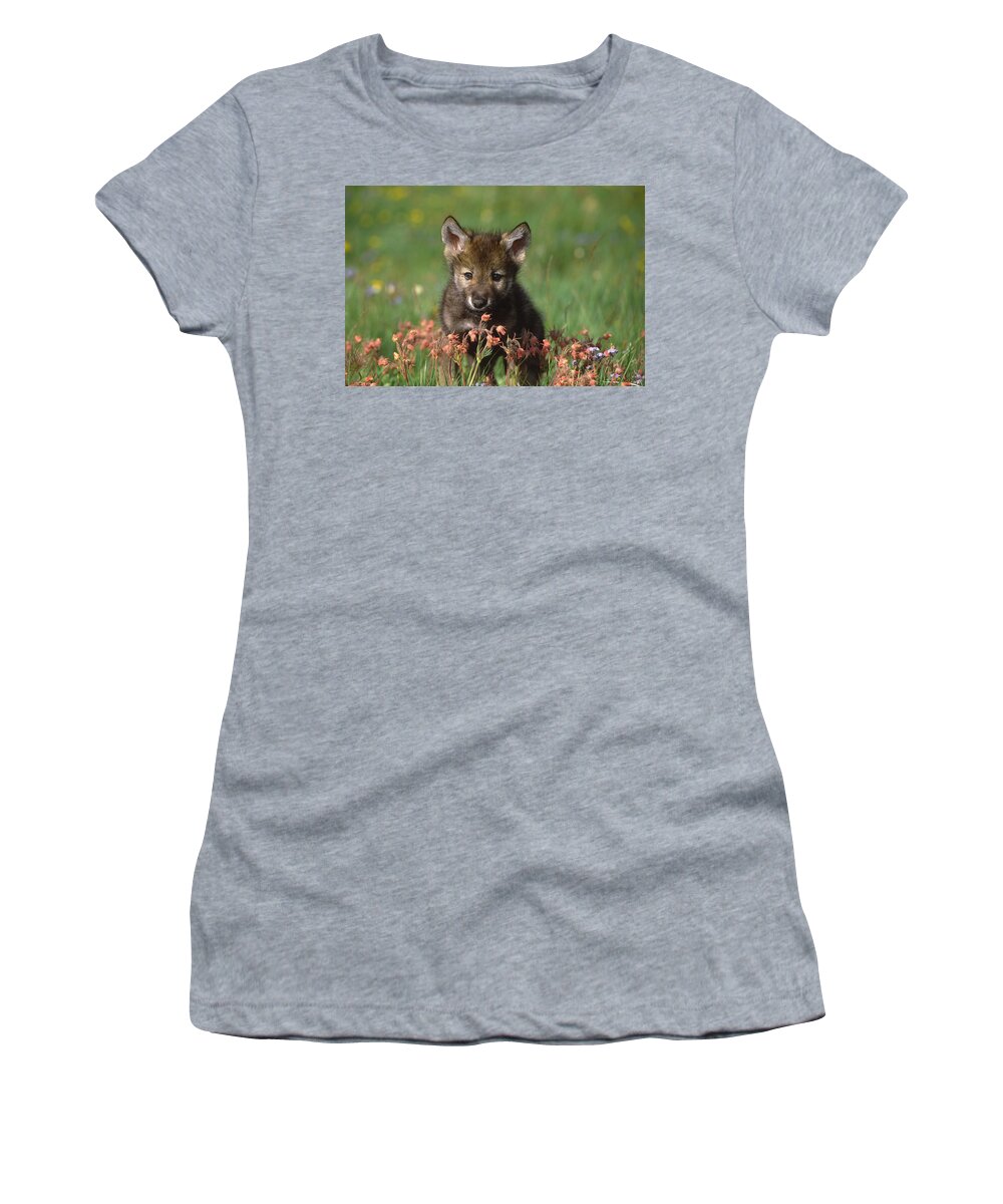 Feb0514 Women's T-Shirt featuring the photograph Timber Wolf Pup North America by Tom Vezo