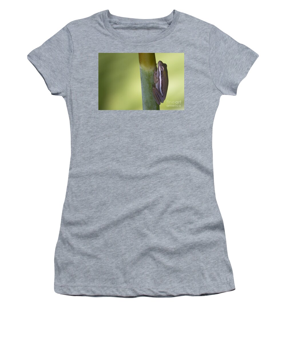 Tree Frog Women's T-Shirt featuring the photograph Tree Frog by Meg Rousher