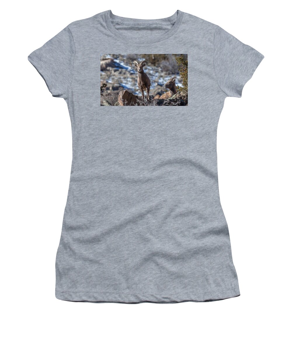 Big Horn Sheep Women's T-Shirt featuring the photograph Up and Coming by Kevin Dietrich