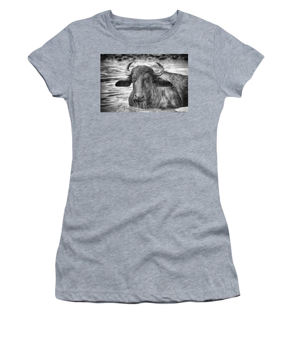 Water Buffalo Women's T-Shirt featuring the photograph Water Buffalo-Black and White by Douglas Barnard