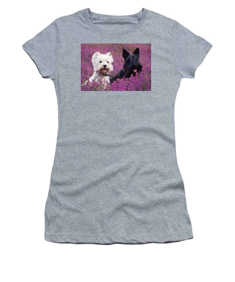 West Highland White Terrier Women's T-Shirt featuring the photograph Westie And Scottie Dogs by John Daniels