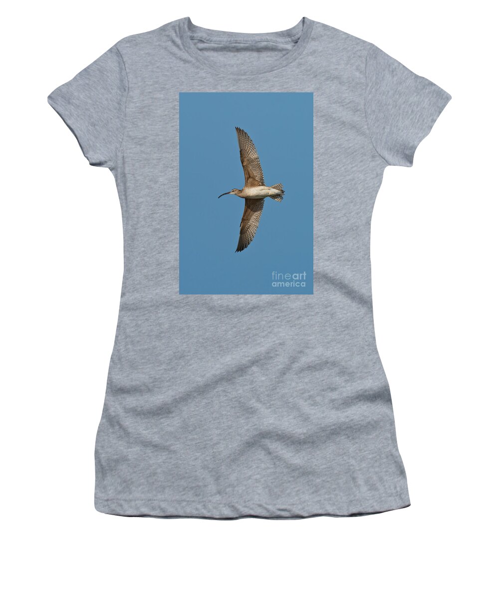 Fauna Women's T-Shirt featuring the photograph Whimbrel In Flight by Anthony Mercieca