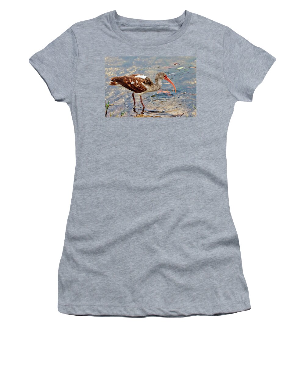 White Ibis Women's T-Shirt featuring the photograph White Ibis Juvenile by Ben Graham
