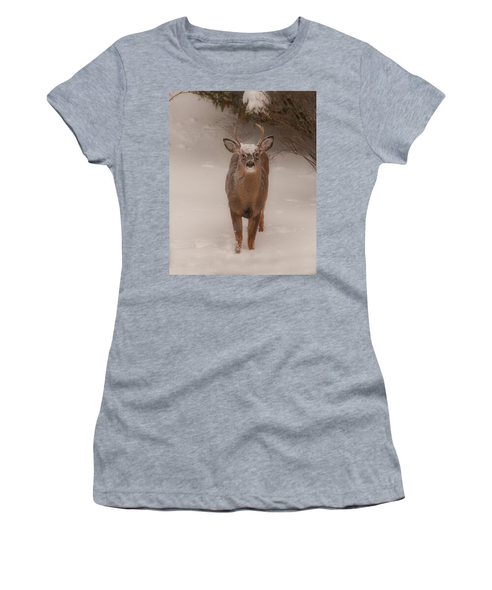 Brenda Jacobs Photography & Fine Art Women's T-Shirt featuring the photograph White Tailed Deer Buck in Snow by Brenda Jacobs