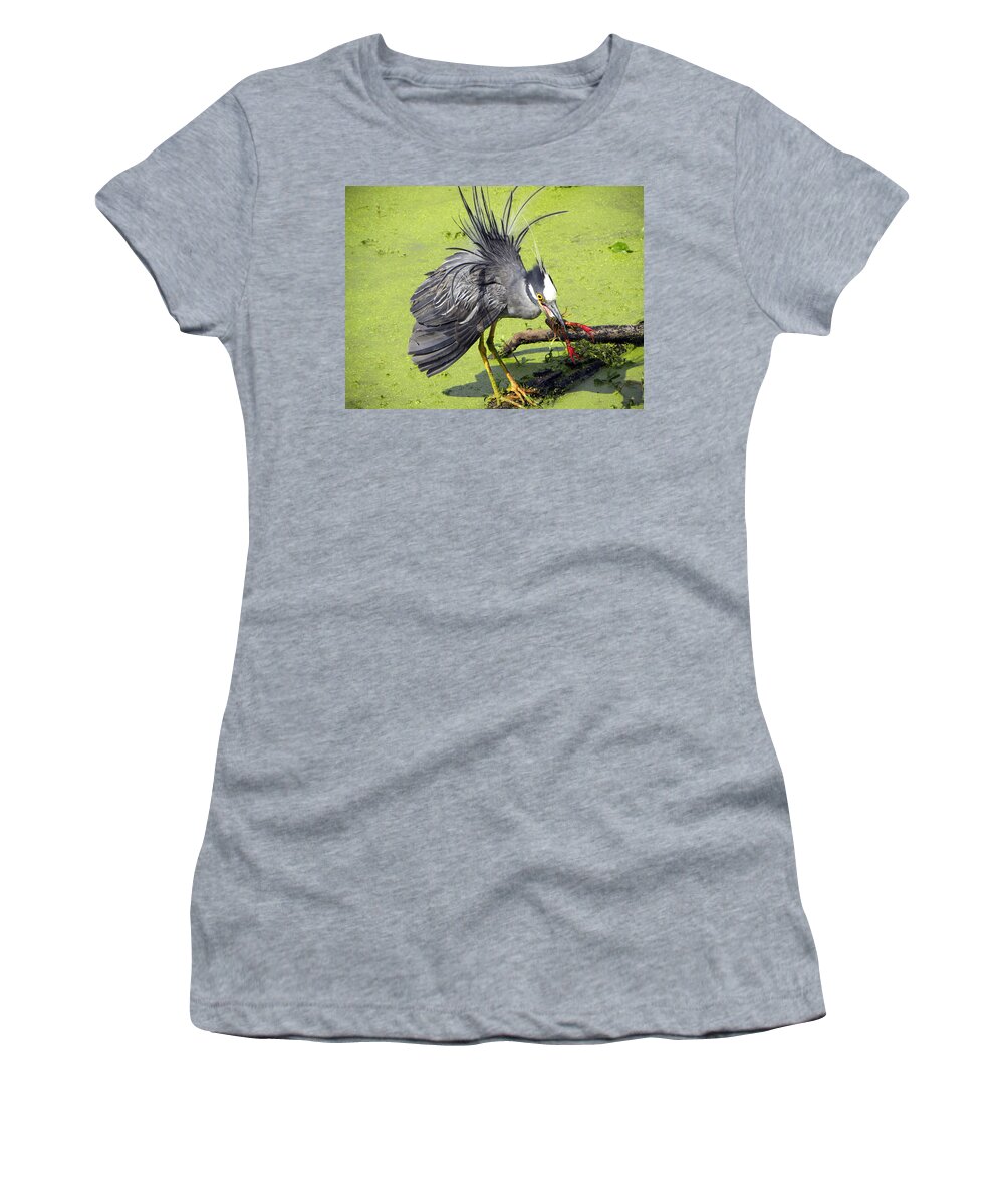 Yellow-crowned Night Heron Women's T-Shirt featuring the photograph Yellow-crowned Night-Heron with crawfish by Savannah Gibbs