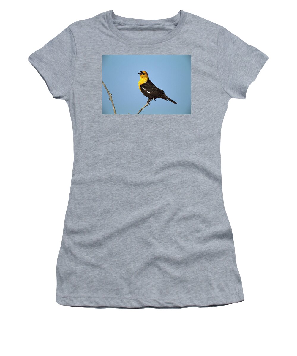 0220464 Women's T-Shirt featuring the photograph Yellow-headed Blackbird Singing by Tom Vezo