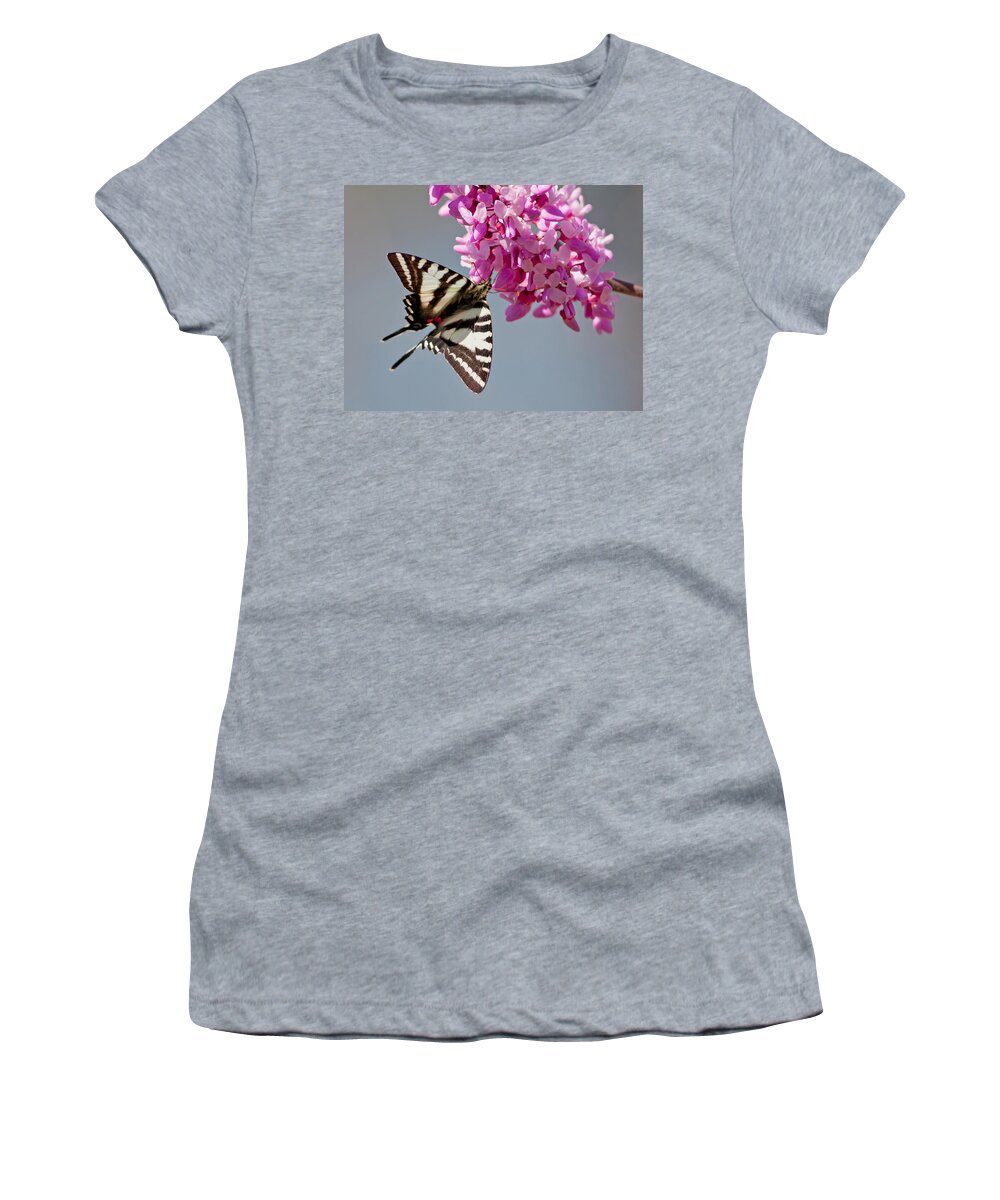 Zebra Swallowtail Women's T-Shirt featuring the photograph Zebra Swallowtail on Redbud by Melinda Fawver