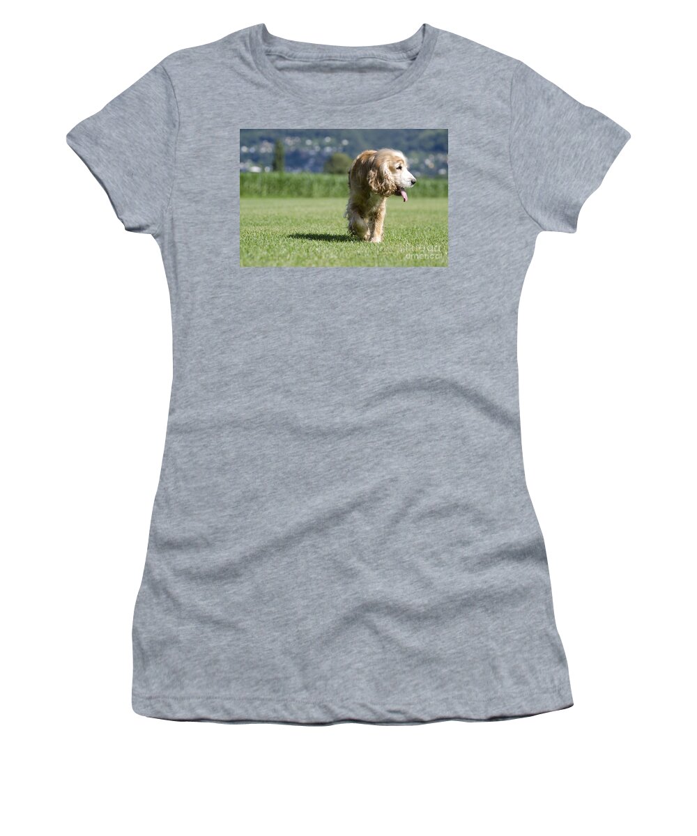 Dog Women's T-Shirt featuring the photograph Dog walking #1 by Mats Silvan