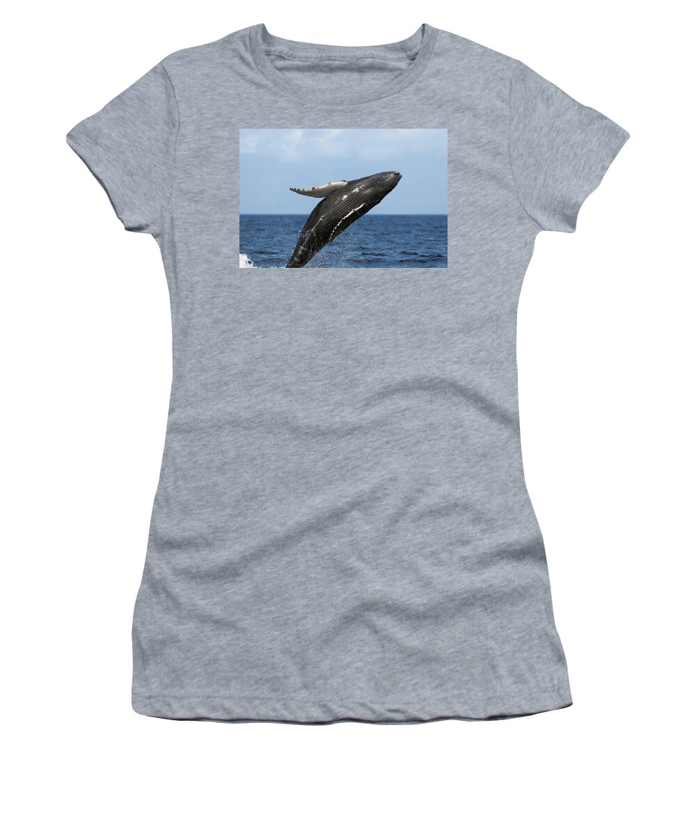00439460 Women's T-Shirt featuring the photograph Humpback Whale Breaching Maui Hawaii #1 by Flip Nicklin