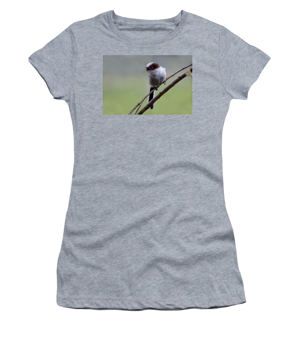 Long Tailed Tits Women's T-Shirt featuring the photograph Long tailed tit #1 by Gavin Macrae