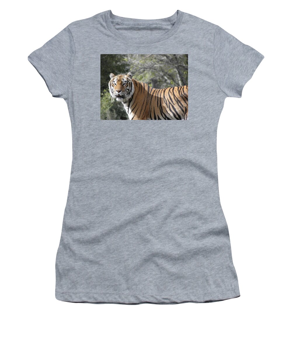Tiger Women's T-Shirt featuring the photograph Tiger #2 by Kim Galluzzo