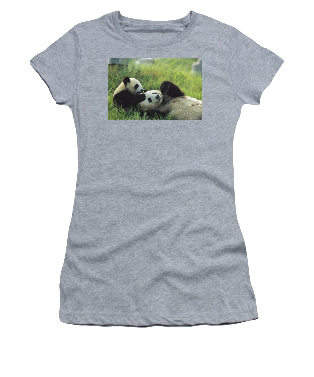 Mp Women's T-Shirt featuring the photograph Giant Panda Ailuropoda Melanoleuca #4 by Cyril Ruoso