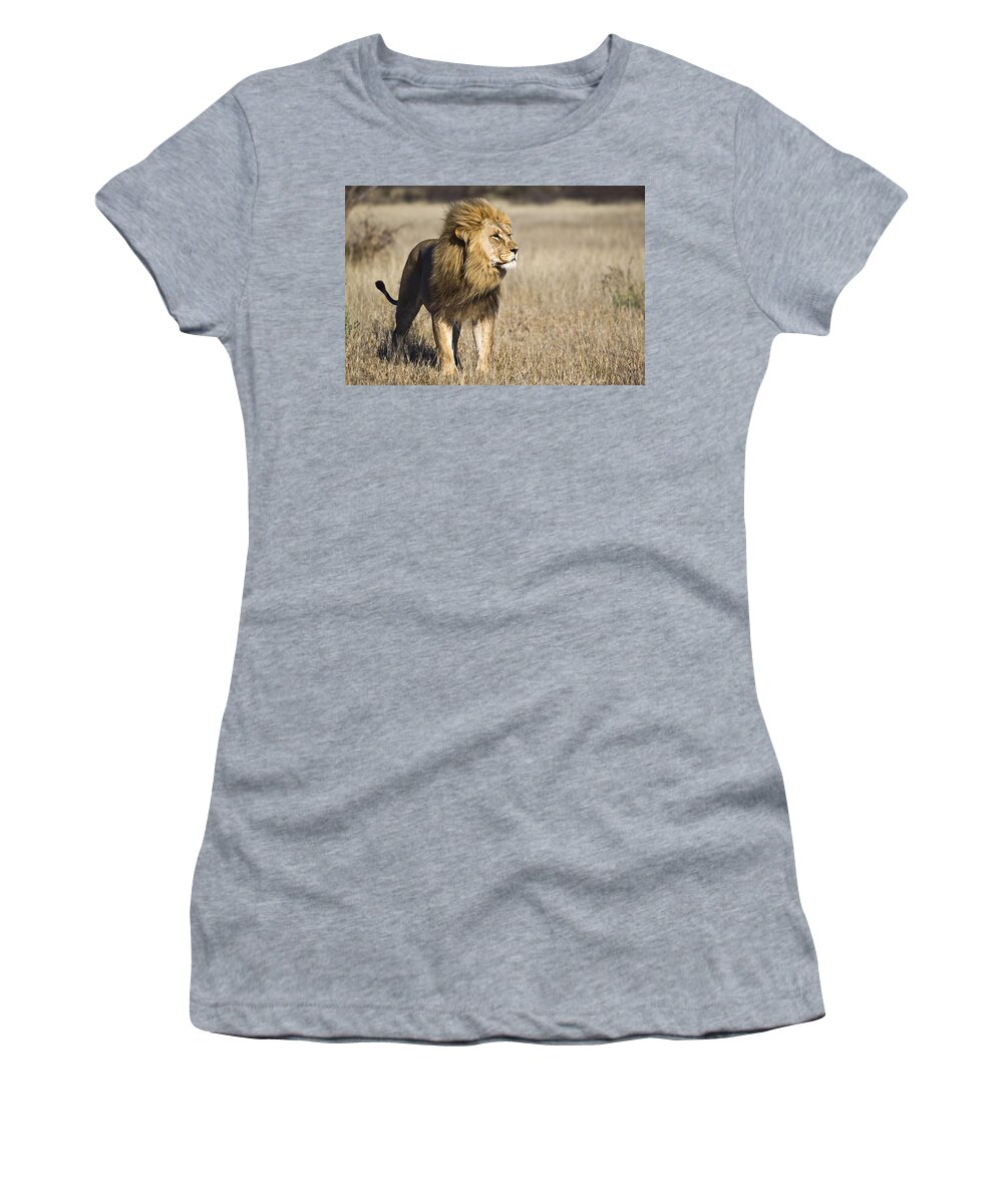 Mp Women's T-Shirt featuring the photograph African Lion, Botswana by Vincent Grafhorst