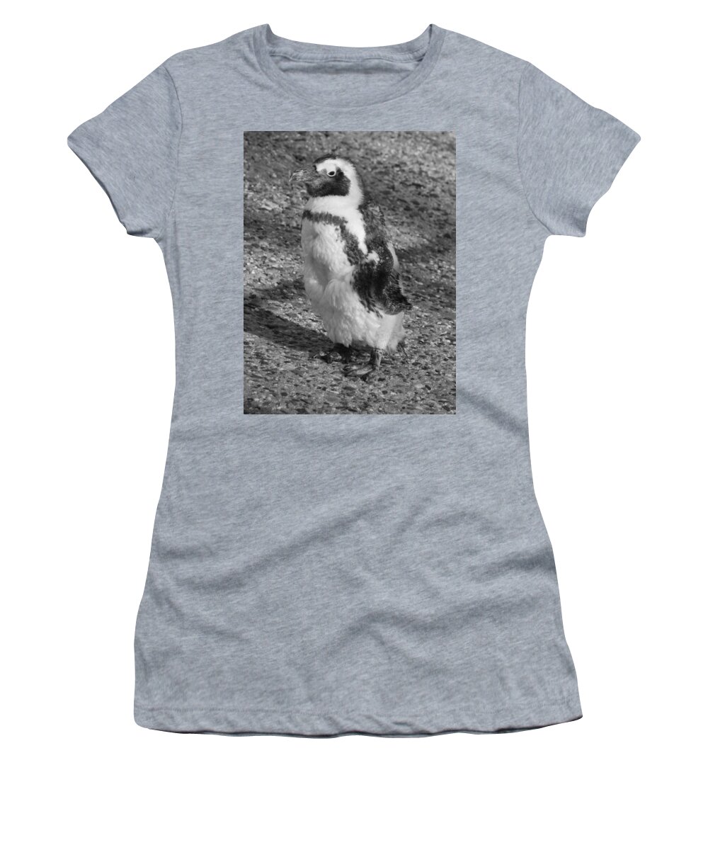 Penguin Women's T-Shirt featuring the photograph Baby black and white penguin by Richard Bryce and Family