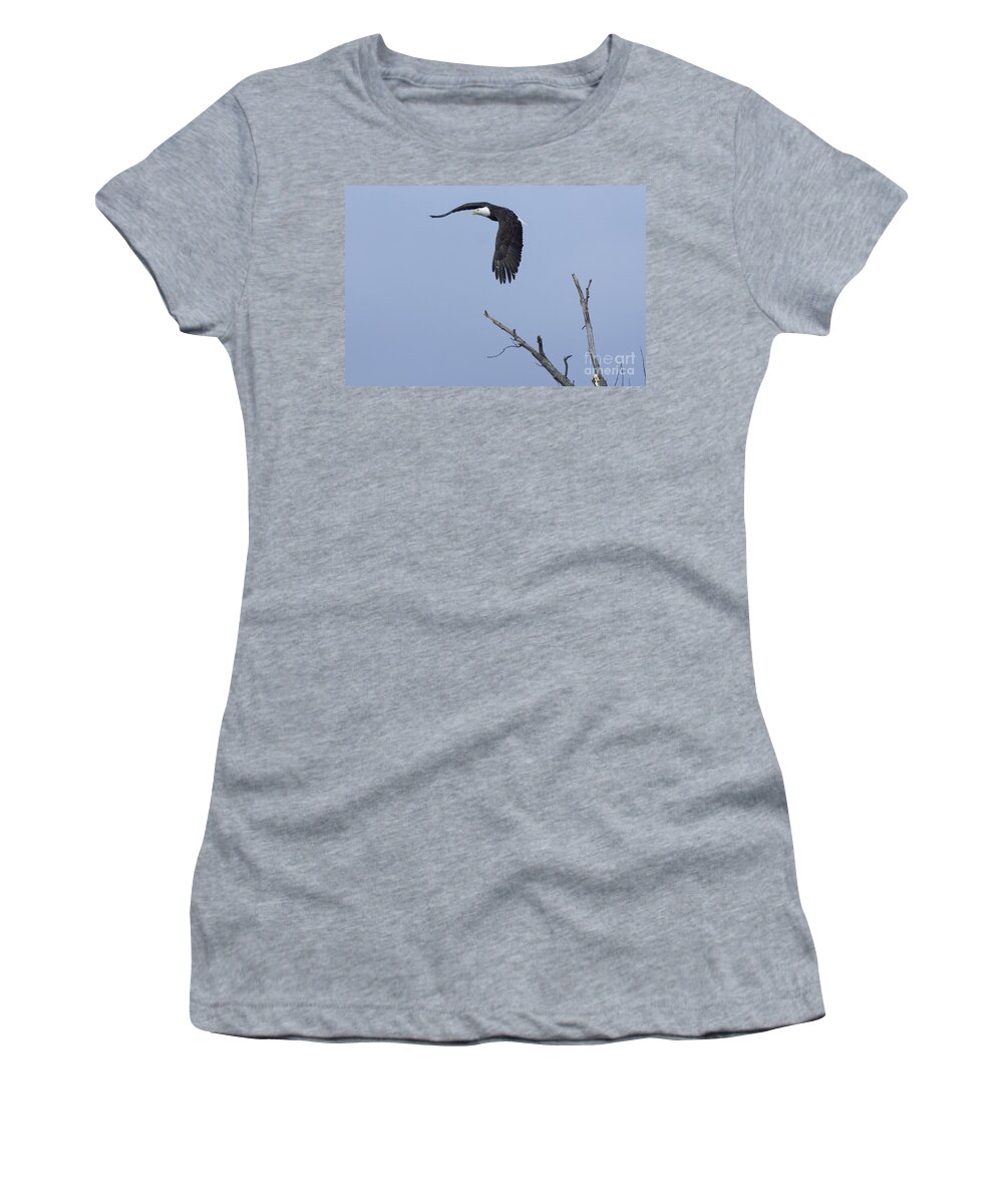 Animals Women's T-Shirt featuring the photograph Bald Eagle in Flight by Alan Look