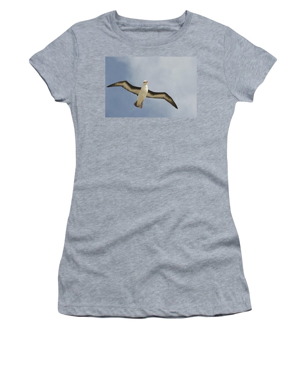 00429441 Women's T-Shirt featuring the photograph Blackbrowed Albatross Flying Falkland by Flip Nicklin