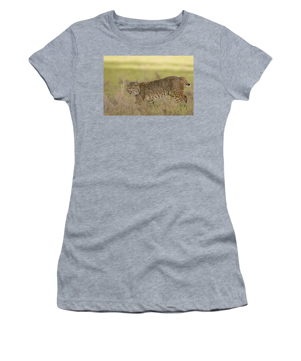 00429868 Women's T-Shirt featuring the photograph Bobcat Female Walking Santa Cruz by Sebastian Kennerknecht