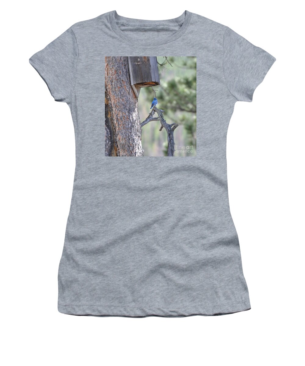 Bird Women's T-Shirt featuring the photograph Boy Blue by Dorrene BrownButterfield
