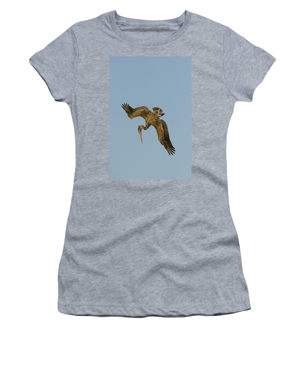 00429757 Women's T-Shirt featuring the photograph Brown Pelican Juvenile Starting A Dive by Sebastian Kennerknecht
