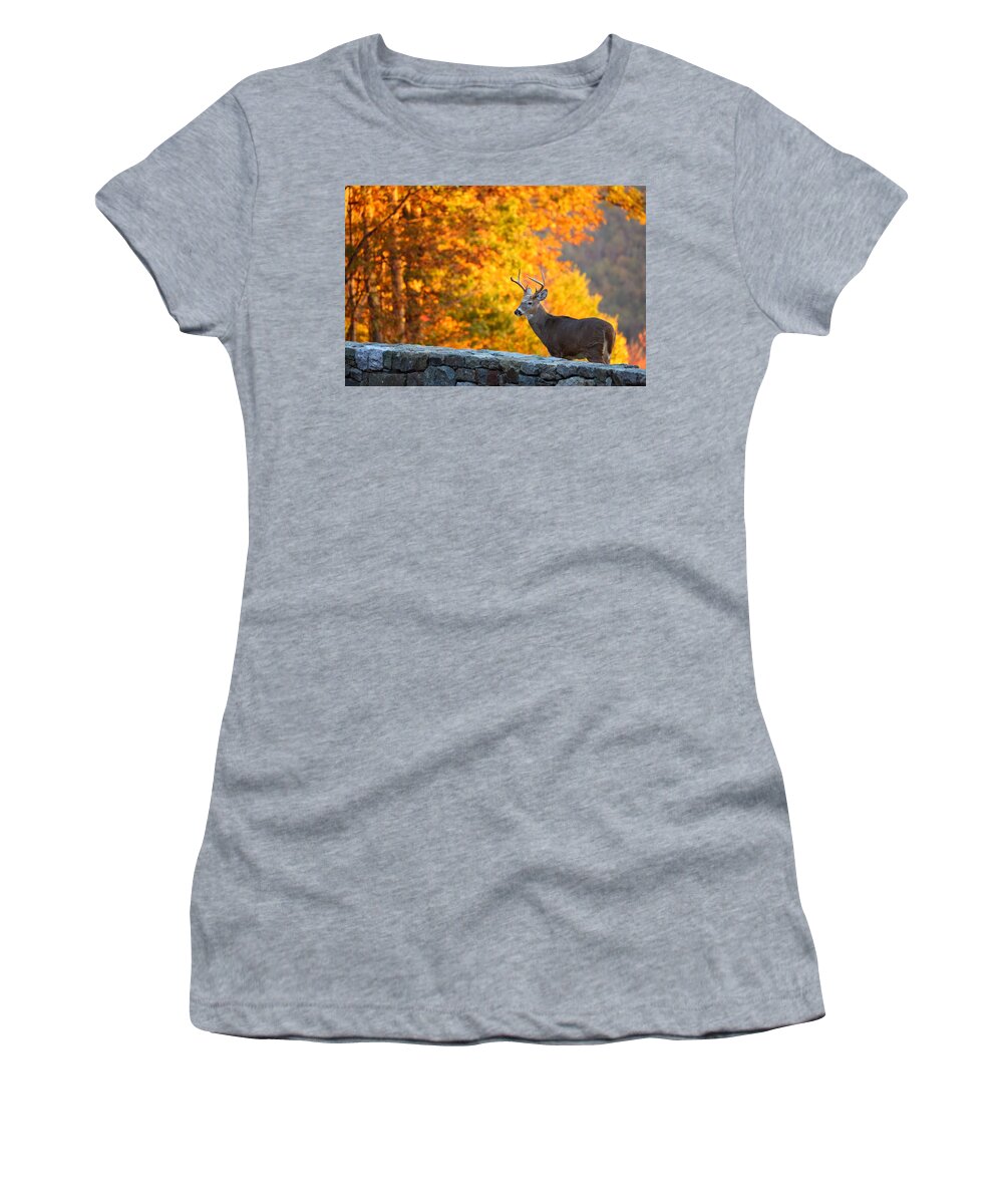 Metro Women's T-Shirt featuring the photograph Buck in the Fall 06 by Metro DC Photography