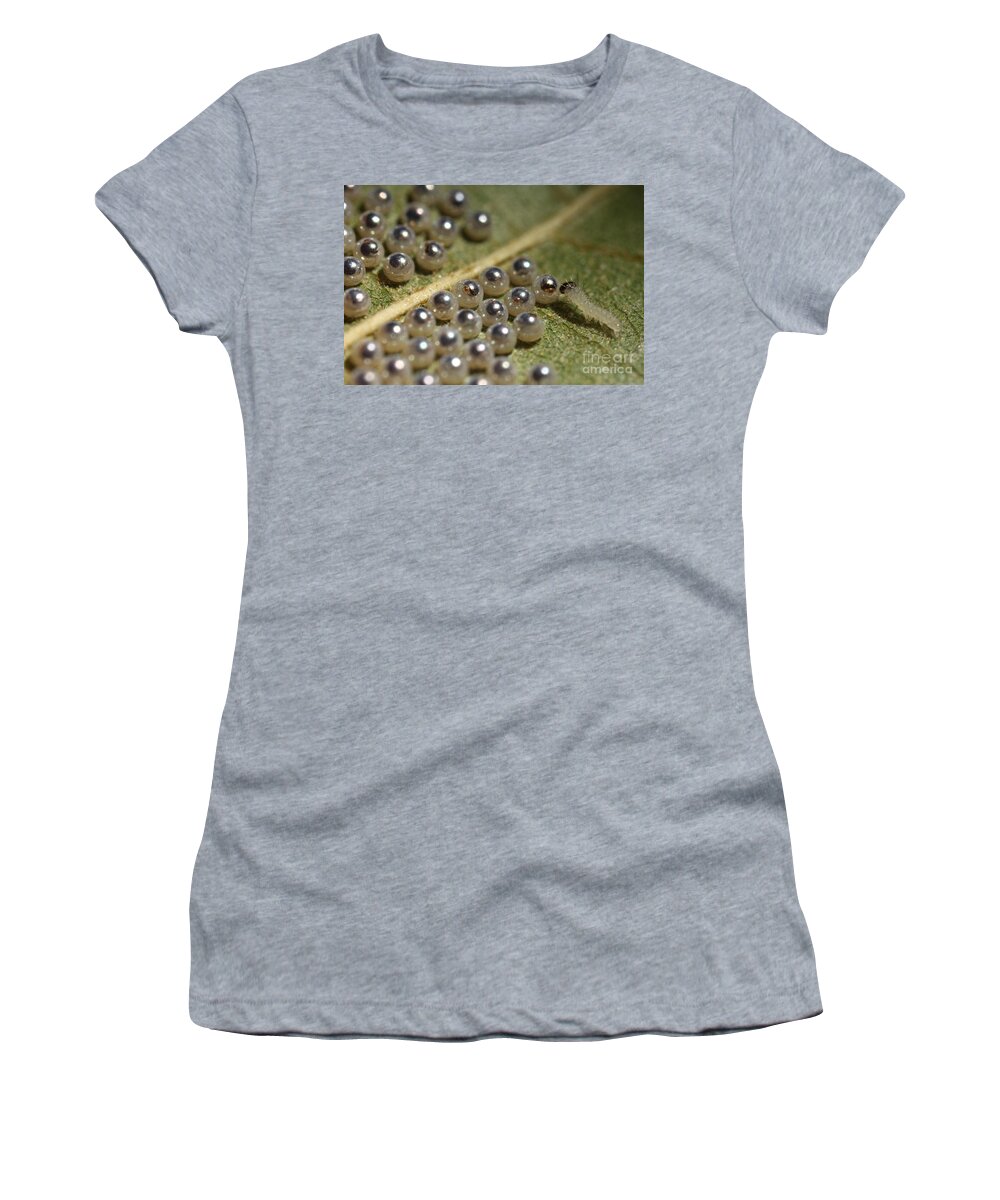 Animal Women's T-Shirt featuring the photograph Caterpillars Hatching by Ted Kinsman