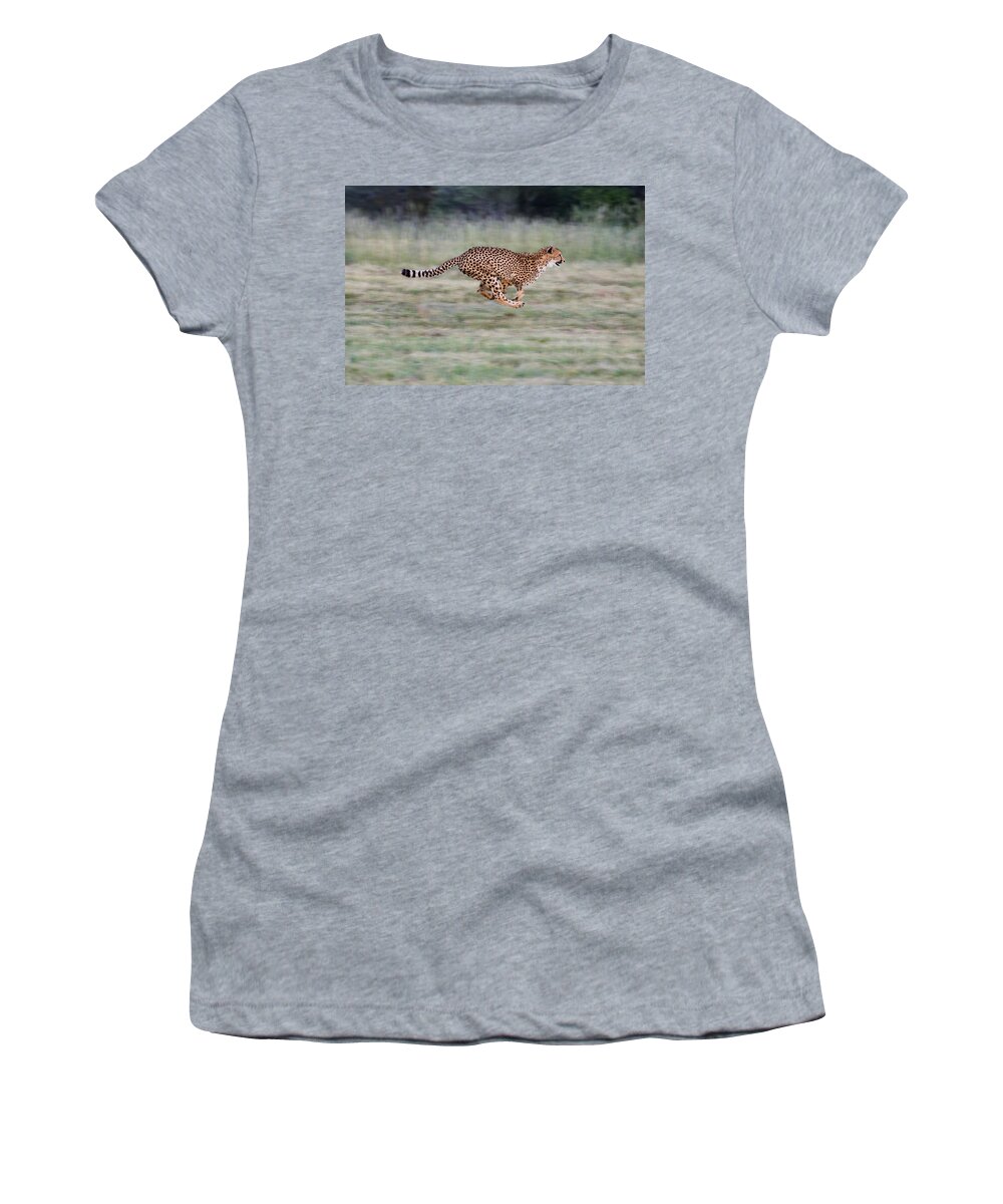 Mp Women's T-Shirt featuring the photograph Cheetah Acinonyx Jubatus Running by Suzi Eszterhas