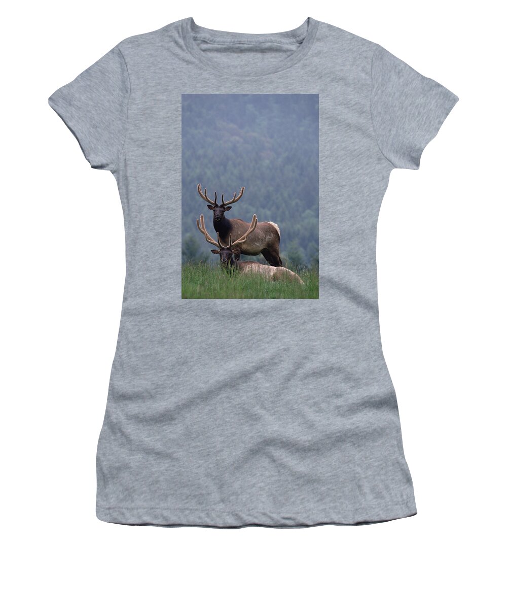 Mp Women's T-Shirt featuring the photograph Elk Cervus Elaphus Pair, One Resting by Gerry Ellis