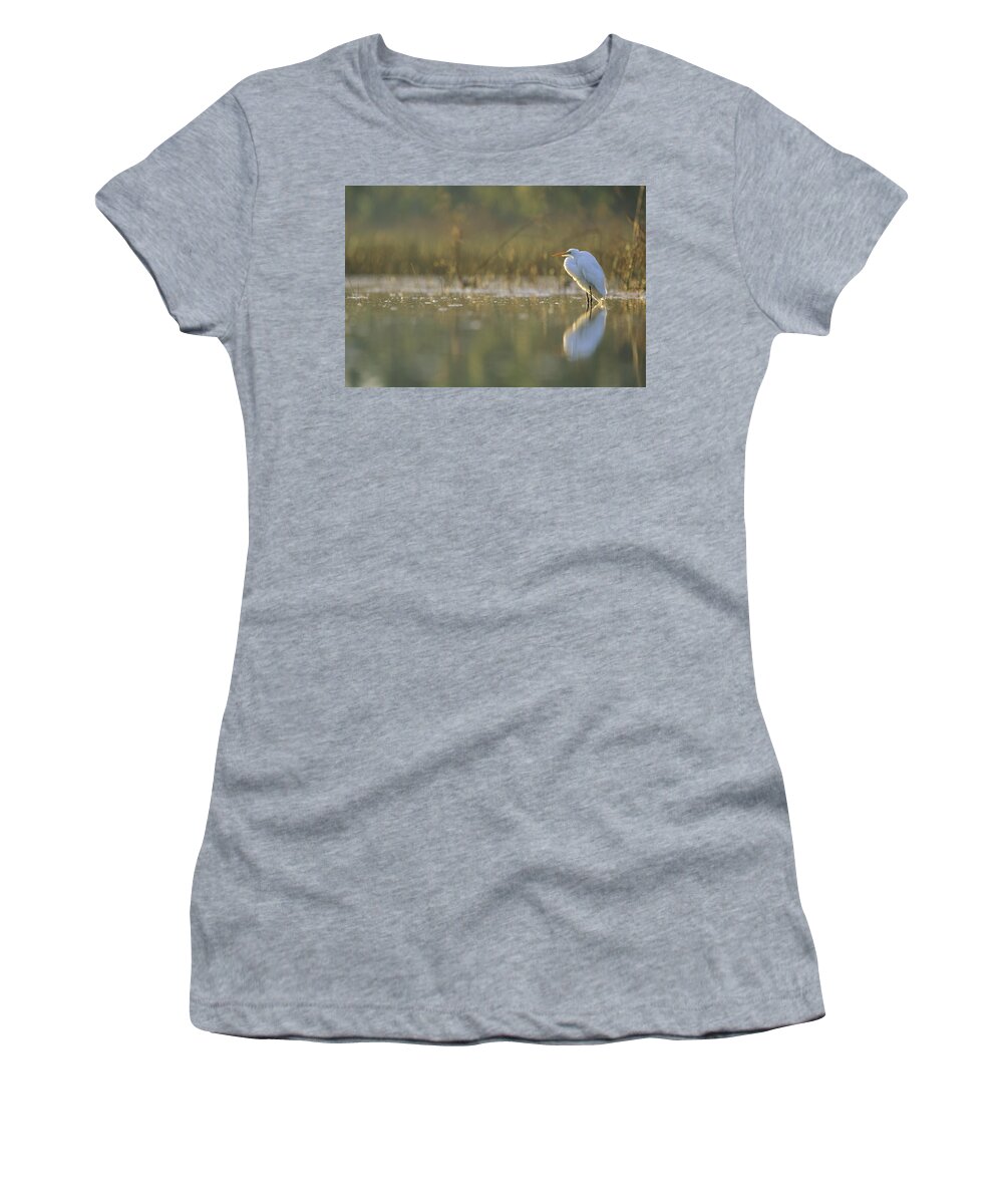 00171449 Women's T-Shirt featuring the photograph Great Egret Backlit In Marsh At Sunset by Tim Fitzharris