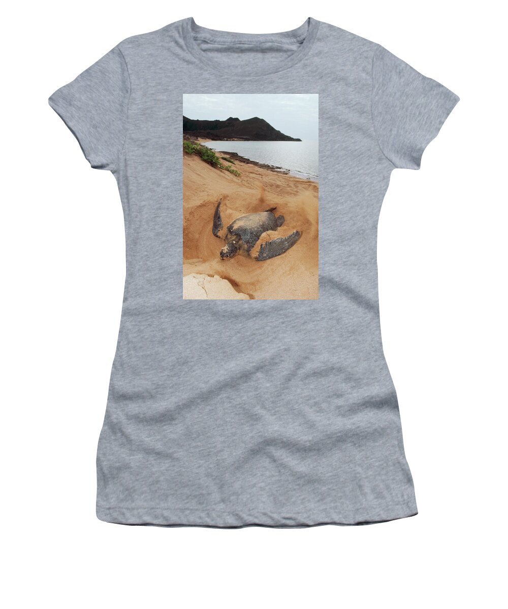Mp Women's T-Shirt featuring the photograph Green Sea Turtle Chelonia Mydas Female by Tui De Roy