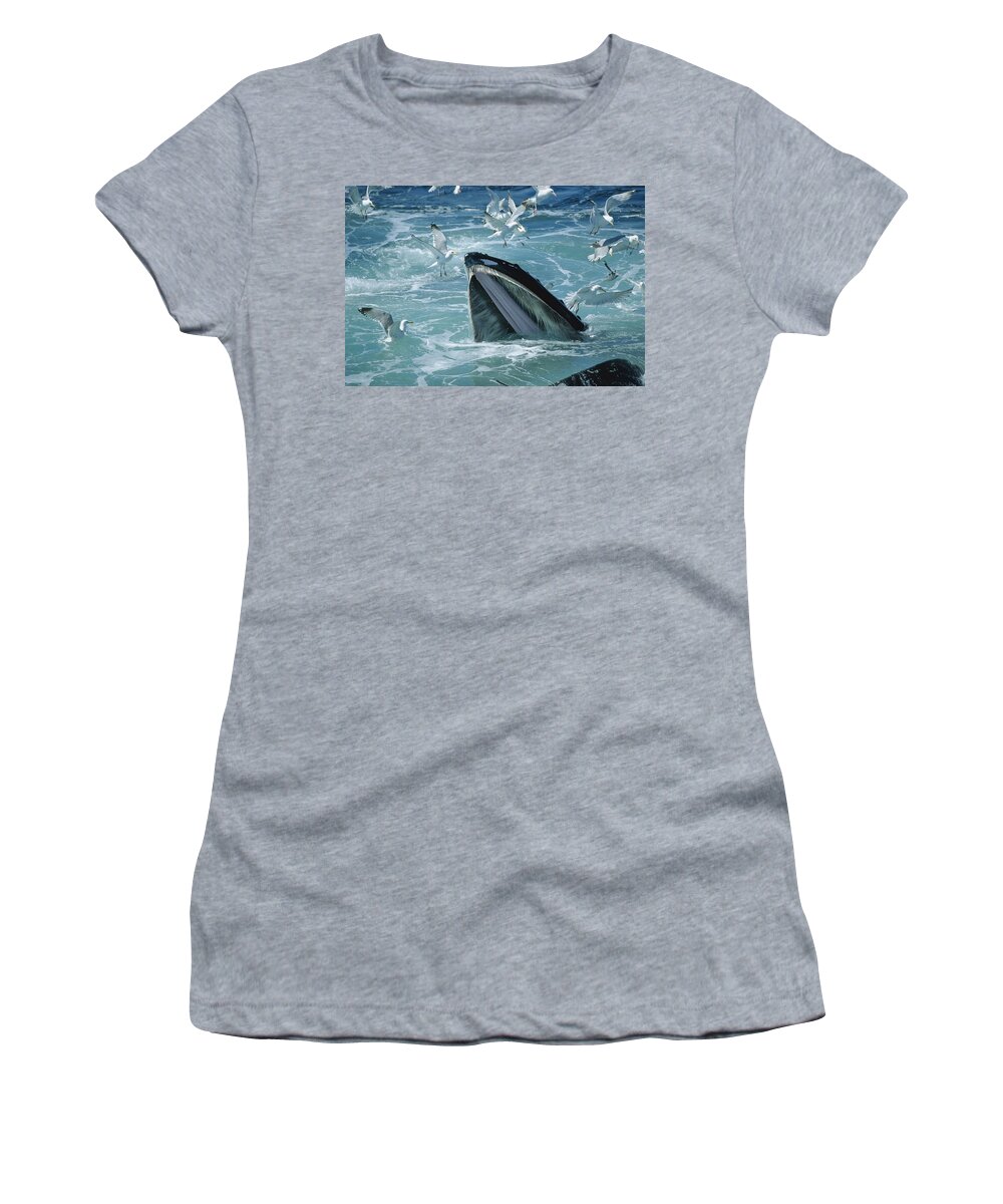 00126214 Women's T-Shirt featuring the photograph Humpback Whale Feeding With Herring by Flip Nicklin