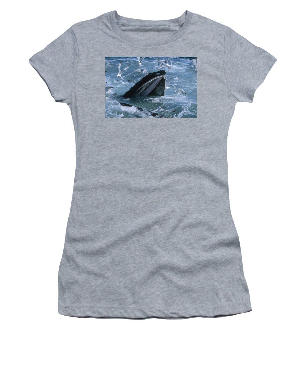 00124016 Women's T-Shirt featuring the photograph Humpback Whale Gulp Feeding by Flip Nicklin