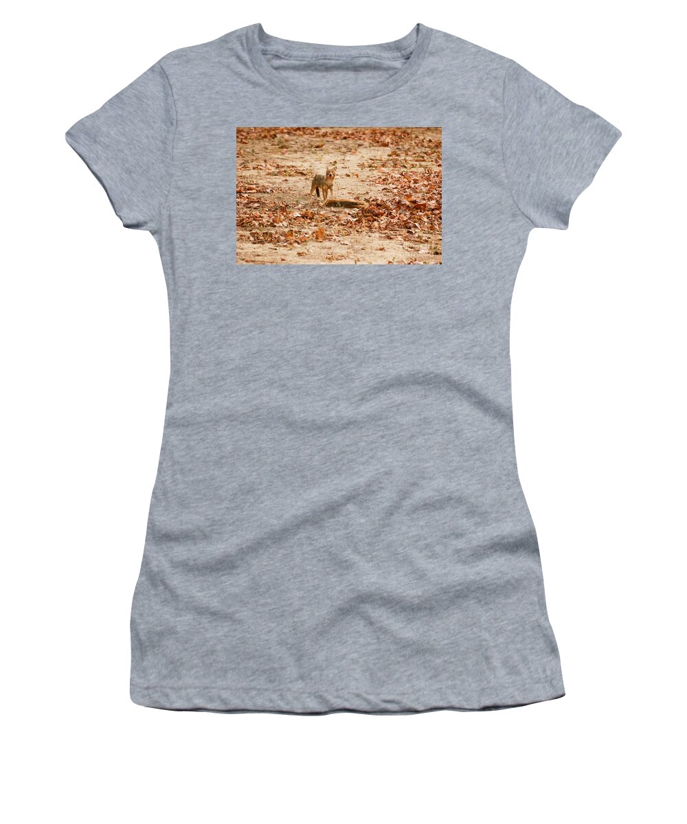 Bandhavgarh Women's T-Shirt featuring the photograph Jackal standing over deer kill by Fotosas Photography