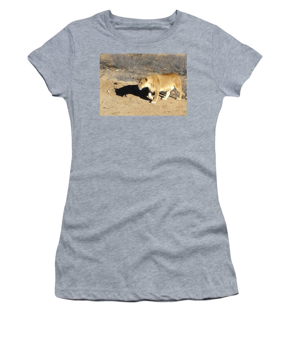 Lion Women's T-Shirt featuring the photograph Lioness prowl by Kim Galluzzo